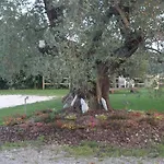 L'isola *