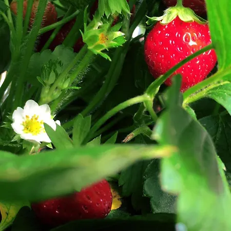 农家乐 L'isola Crespina