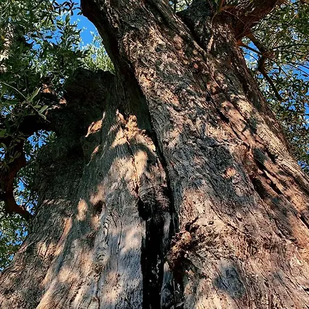 L'isola Feriegård *