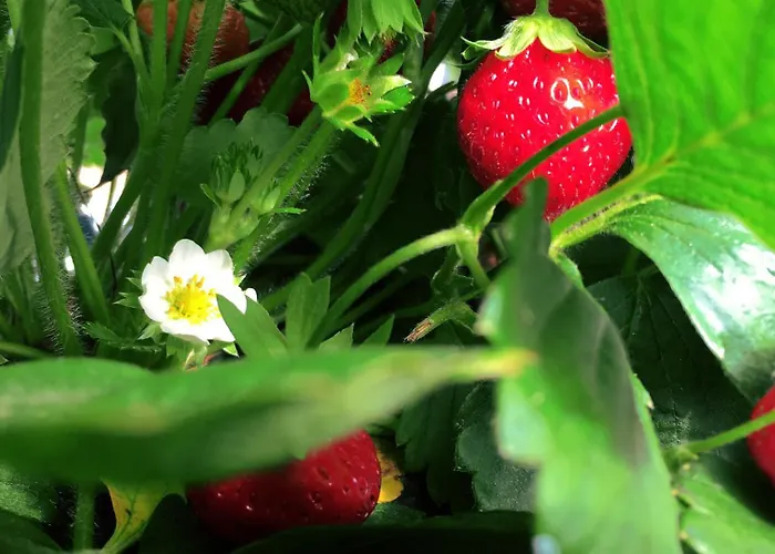 农家乐 L'isola Crespina